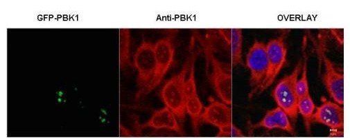 PBK1 antibody