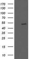 PBLD Antibody