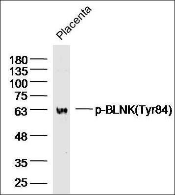 pBLNK antibody