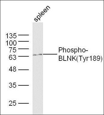 pBLNK antibody
