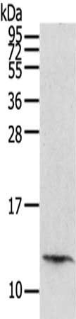 PBOV1 antibody