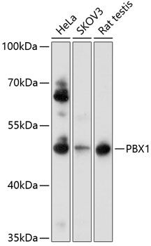 PBX1 antibody