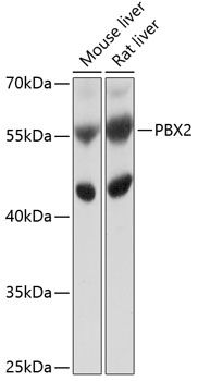 PBX2 antibody