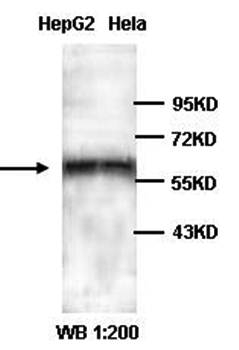 PBX3 antibody