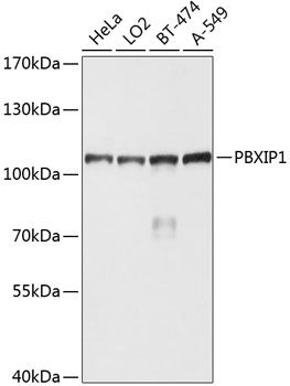 PBXIP1 antibody