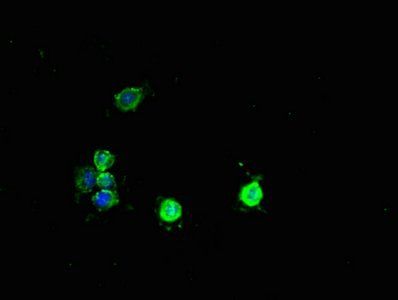 PCBD1 Antibody