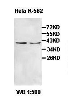 PCBP1 antibody