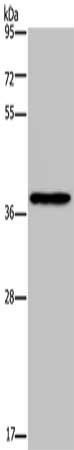 PCBP4 antibody