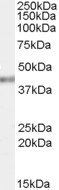 Goat anti-PCBP4 Antibody