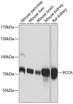 PCCA antibody