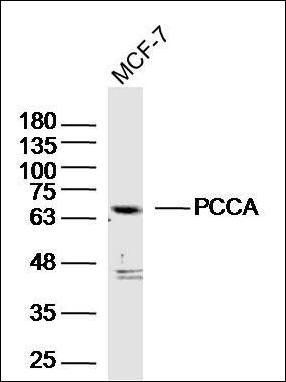 PCCA antibody