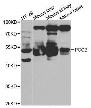 PCCB antibody