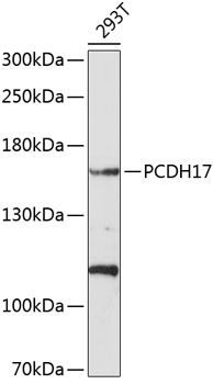PCDH17 antibody