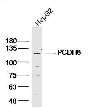 PCDH8 antibody