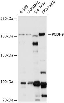 PCDH9 antibody