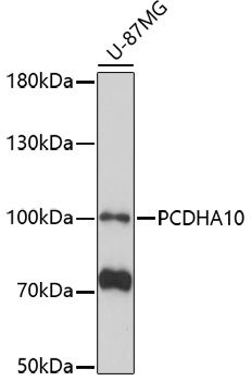 PCDHA10 antibody