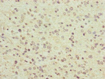 PCDHA12 antibody