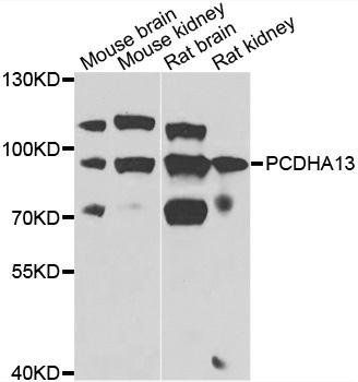 PCDHA13 antibody