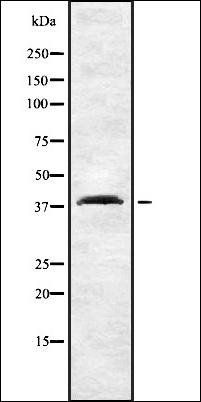 PCDHA6 antibody