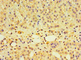 PCDHA6 Antibody