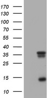 PCDHA9 antibody