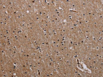 PCDHAC1 Antibody
