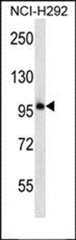 PCDHB11 antibody