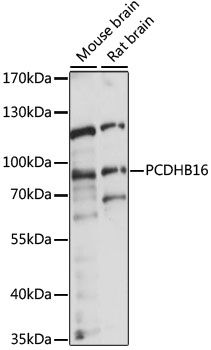 PCDHB16 antibody