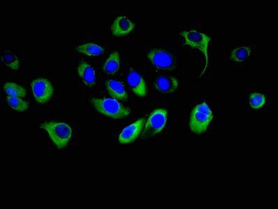 PCDHB16 antibody