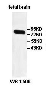 PCDHB4 Rabbit Polyclonal Antibody