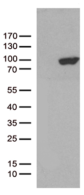 PCDHB8 antibody