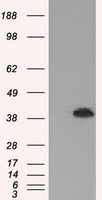 PCDHB8 antibody