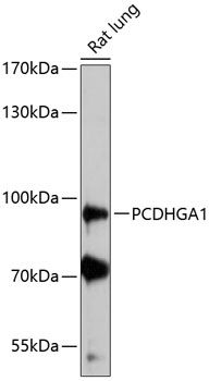 PCDHGA1 antibody