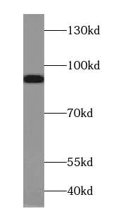 PCDHGB3 antibody