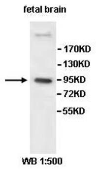 PCDHGB4 antibody