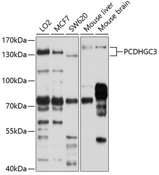 PCDHGC3 antibody