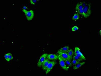 PCDHGC3 antibody