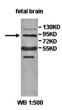 PCDHGC4 antibody