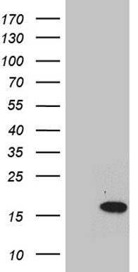 PCDHGC5 antibody