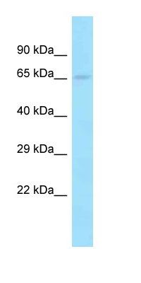 PCDP1 antibody