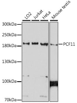 PCF11 antibody