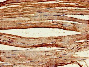 PCID2 Antibody