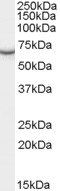 PCK1 antibody