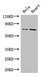 PCK2 antibody