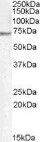 Goat anti-PCK2 / PEPCK-M Antibody