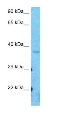 PCMD2 antibody