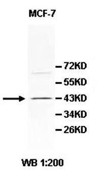 PCMTD1 antibody