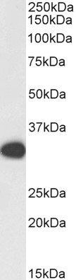 Goat anti-PCNA, Biotinylated Antibody