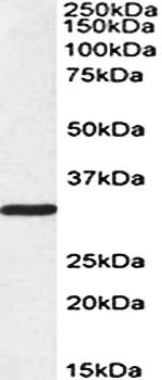 Goat anti-PCNA Antibody