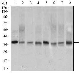 PCNA Antibody